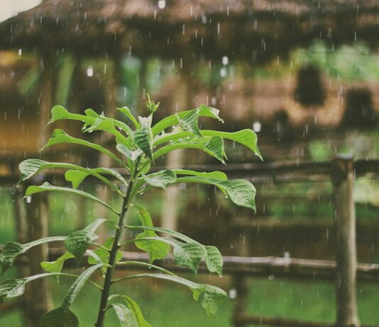 장마 전 하천준설 등 복구사업 속도…현장 안전조치 강화 green plant