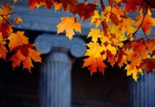 입학사정관 재취업 제한 강화…퇴직 후 3년내 ‘과외교습’ 금지 orange maple leaves on gray concrete post