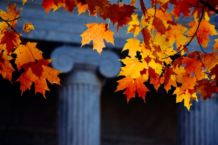 Photo by Tim Alex orange maple leaves on gray concrete post