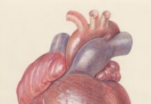 심근경색 환자 급증… 10년 새 1.5배 늘어 a drawing of a human heart