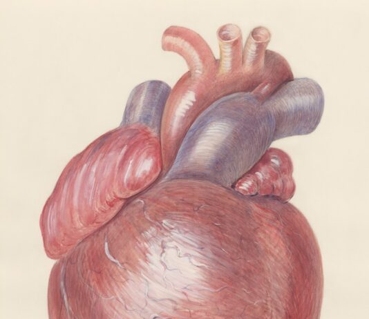 심근경색 환자 급증… 10년 새 1.5배 늘어 a drawing of a human heart