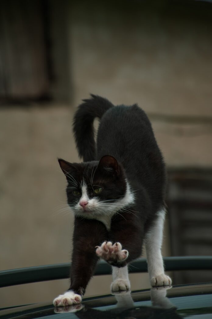 Photo by natalia morusiewicz A black and white cat standing on top of a car